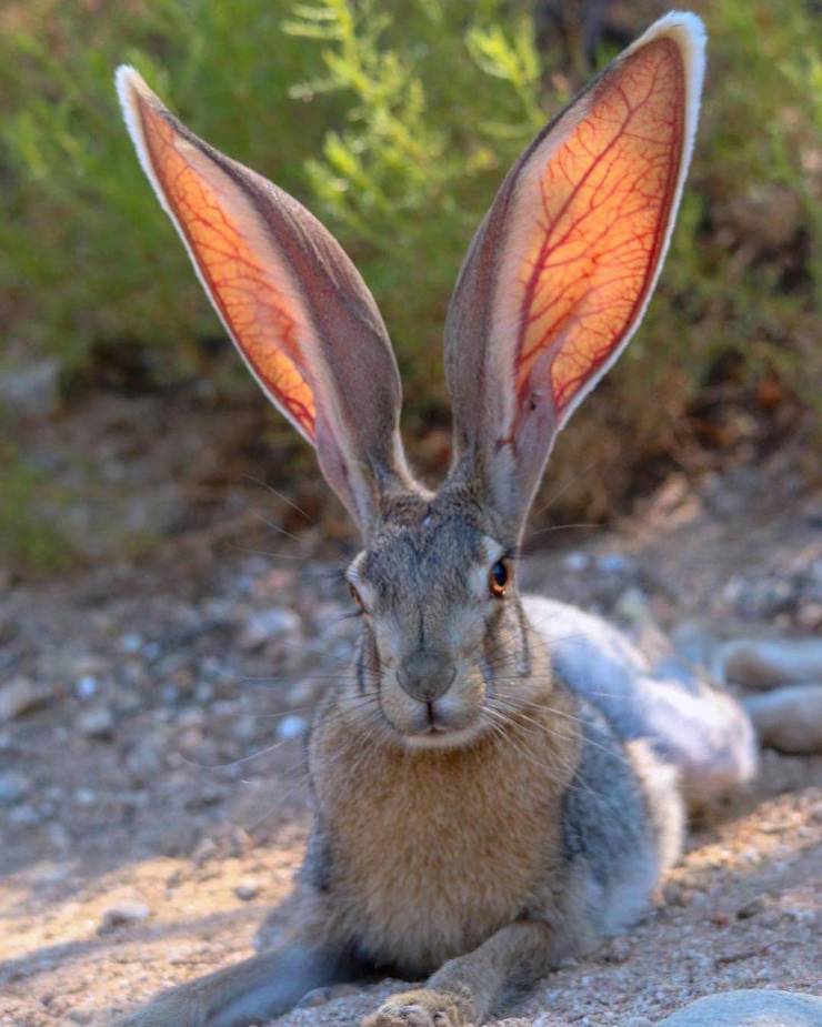 “Sun makes rabbit's ear's leaf-like veins visible.”