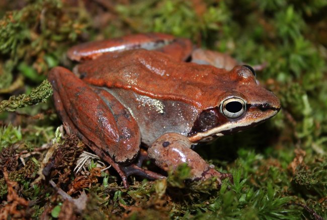 The wood frog can hold its pee for eight months.