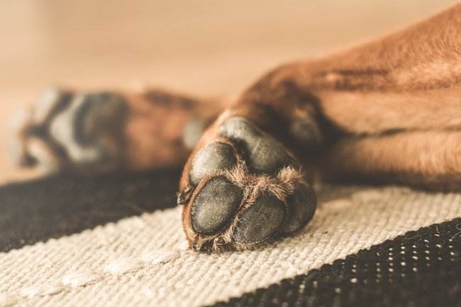 “Frito feet” is a term used to describe the smell of dog paws.