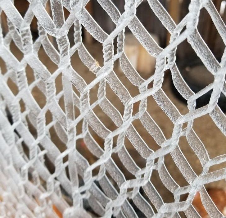 The way the drizzle froze to the chicken wire