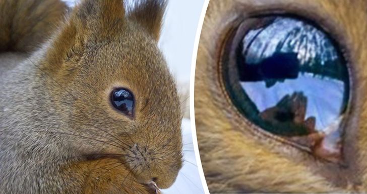 “I photographed a squirrel so close that the reflection in its eye shows my phone and my hand with the pine nuts.”