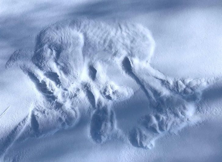 “I found this print from where a gray wolf slept in the snow. You can even see her ribs!”