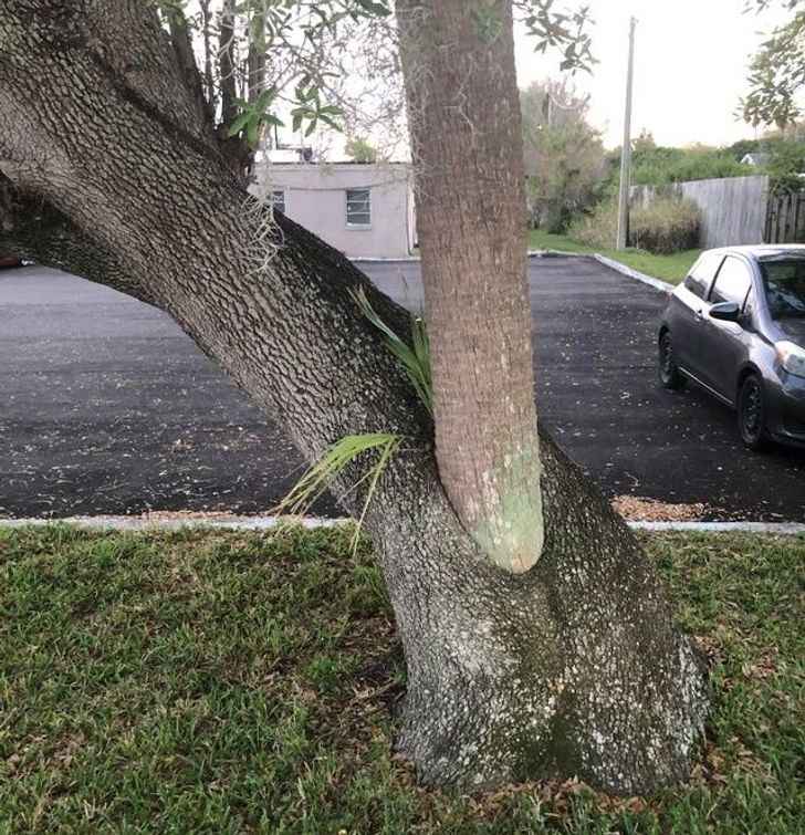 “This palm tree is growing out of the middle of an oak tree.”