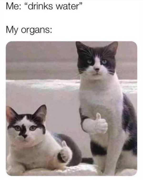 funny wholesome memes - Me "drinks water" My organs