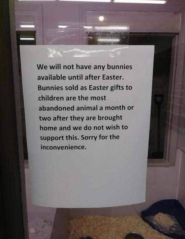 We will not have any bunnies available until after Easter. Bunnies sold as Easter gifts to children are the most abandoned animal a month or two after they are brought home and we do not wish to support this. Sorry for the inconvenience.