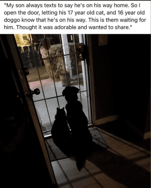 darkness - "My son always texts to say he's on his way home. So I open the door, letting his 17 year old cat, and 16 year old doggo know that he's on his way. This is them waiting for him. Thought it was adorable and wanted to ."