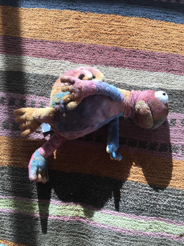 “My baby son’s toy chameleon has adjusted itself to our rug.”