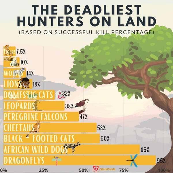 tree - The Deadliest Hunters On Land Based On Successful Kill Percentage Tigers 7.5% Polar Bears 10% Wolves 14% Lionsg 18% Domestic Cats 32% Leopards 38% Peregrine Falcons Cheetahsi Black Footed Cats African Wild Dogs Dragonflys 47% 58% 60% 85% 95% 0% 25%