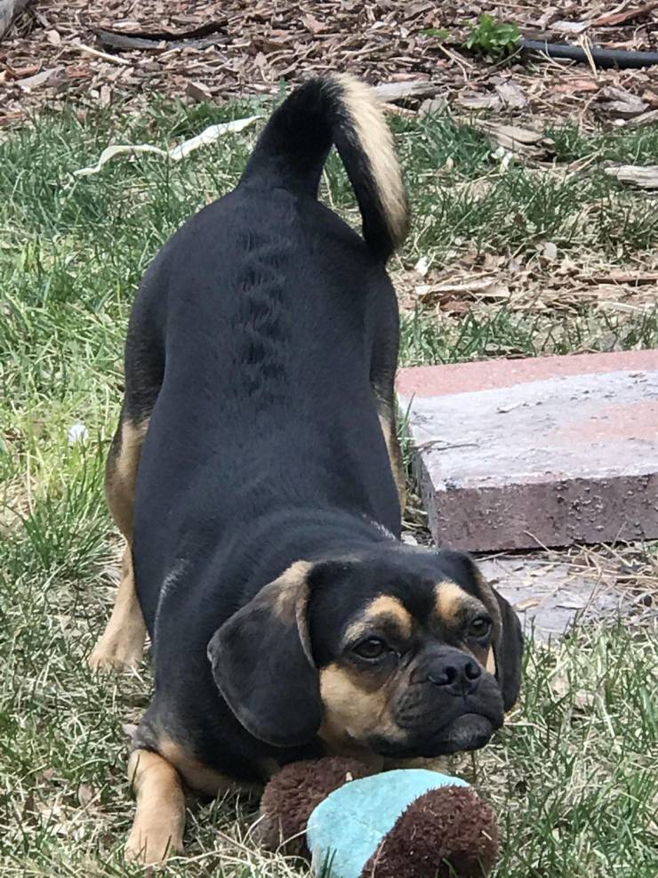 “This zigzag pattern appears when her fur is raised!”