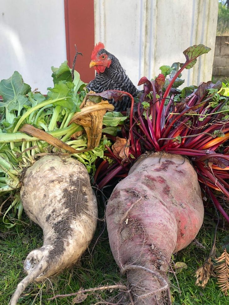 “I unintentionally left beets to overwinter in the garden. The chicken is for scale.”