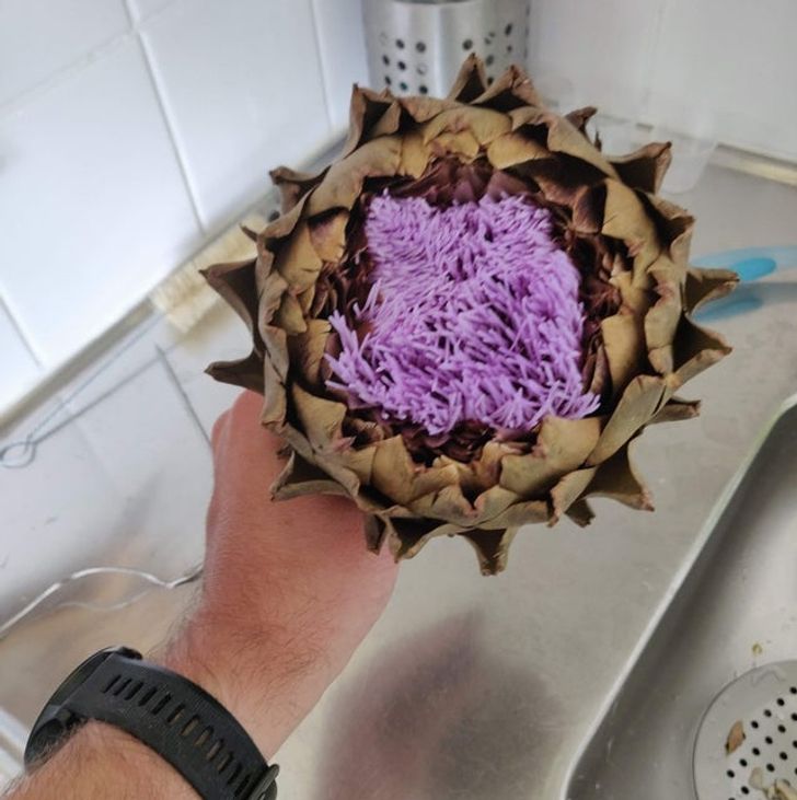 “My partner left an artichoke out while we were on vacation. It’s starting to sprout a flower.”