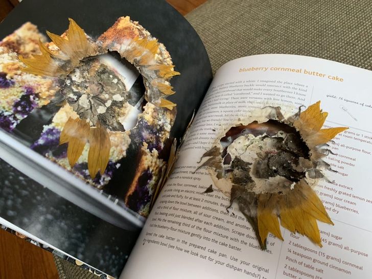 “I left a sunflower to dry in a cookbook, and it ate the pages.”