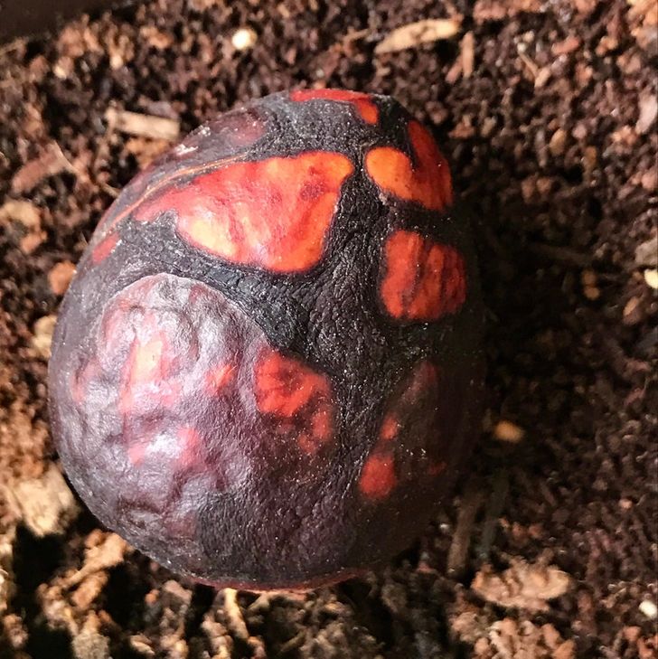 “An avocado pit left out in the sun now looks like a mythical egg of sorts.”