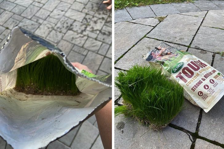 “This bag of grass seed I left out for a couple of months”