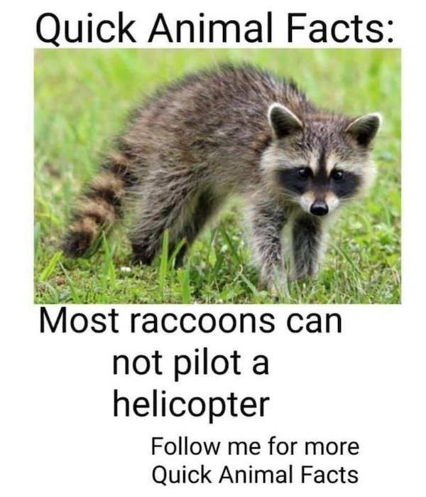 bad day - raccoon cat - Quick Animal Facts Most raccoons can not pilot a helicopter me for more Quick Animal Facts