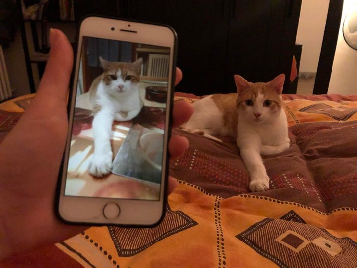 “Found a glitch while scrolling through pictures of cats on Facebook.”