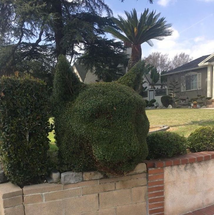 “Someone got their bush trimmed to look like a cat.”