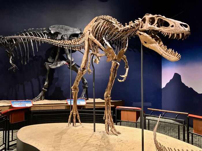 I worked at a museum and had to let a girl go because she was going around telling everyone that dinosaurs weren’t real because no animals can breathe fire. She was a law student.