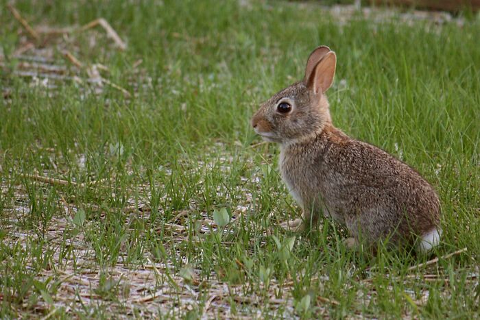 That rabbits come from eggs.