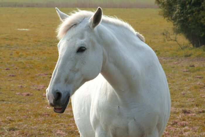 “Do you guys ride horses to school?”

I’m from Houston... apparently my friend from New York thought all Texans had horses