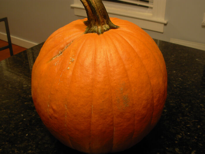 “Pumpkins aren’t natural, because they last too long”

I then explained the concept of skin and how long jack-o-lanterns last compared to an unbroken pumpkin, and you should should have seen the look on her face