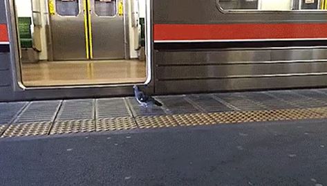 On vacation in London my wife and I were waiting for a train in a tube station. Two trains arrived at the station before ours showed up. As a native New Yorker, I was comforted to see that pigeons live in subway stations everywhere.

The first train pulls into the station and the doors open. As people enter and exit the train, one pigeon flutters down from the ceiling, lands on the platform and calmly walks onto the train like he’s off to work or something. My wife and I laugh about this a little as the doors closed and the train pulls away from the station.

The second train pulls into the station, the doors open, and people shuffle out. After a moment a different pigeon walks out of this train and then flutters up to spot vacated by the first pigeon.

Anyway, seems like London pigeons have the tube pretty much figured out.