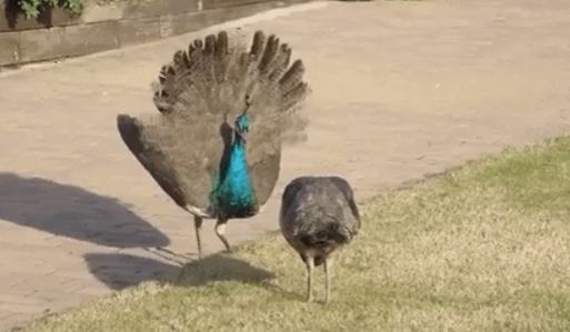 Driving home one day down our old, suburban Atlanta street of ranch-style homes, my mom and I saw a full ass peacock just walking down the middle of the road.