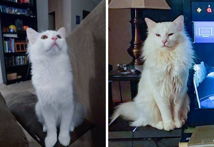 “The difference between Ralph’s summer coat and his winter fluffies”