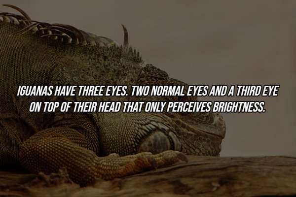 20 Interesting Facts to Fill Your Head With.