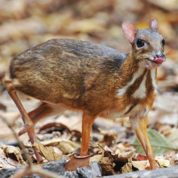 fascinating photos  - mouse deer