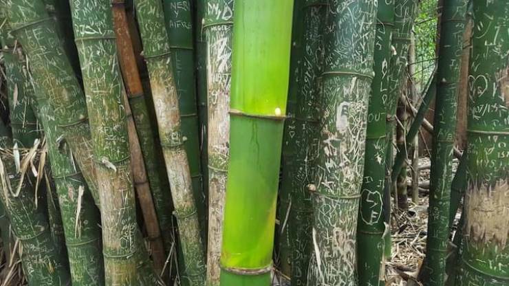 fascinating photos  - bamboo that grew up during the pandemic - Aiers Gel 115 South