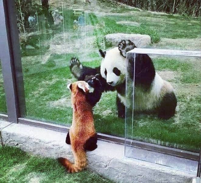 fascinating photos  - giant panda and red panda together