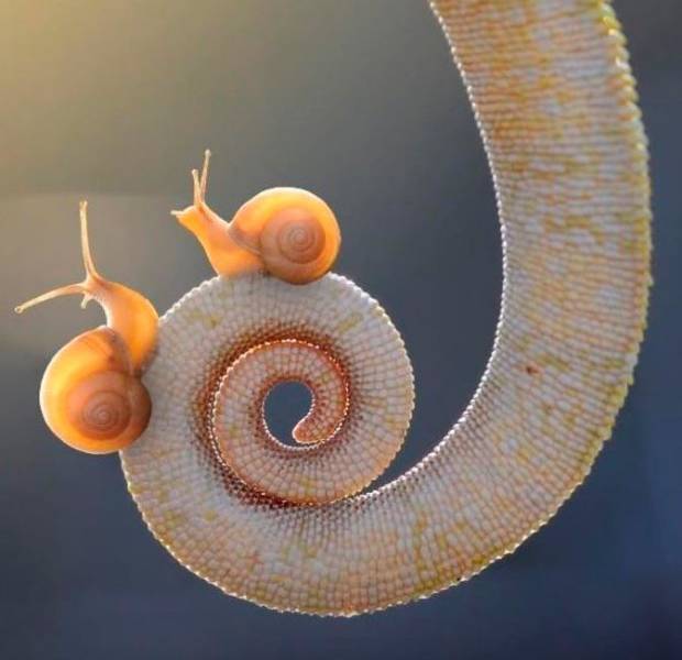 fascinating photos  - snail