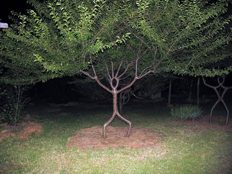 fascinating photos  - pooktre tree