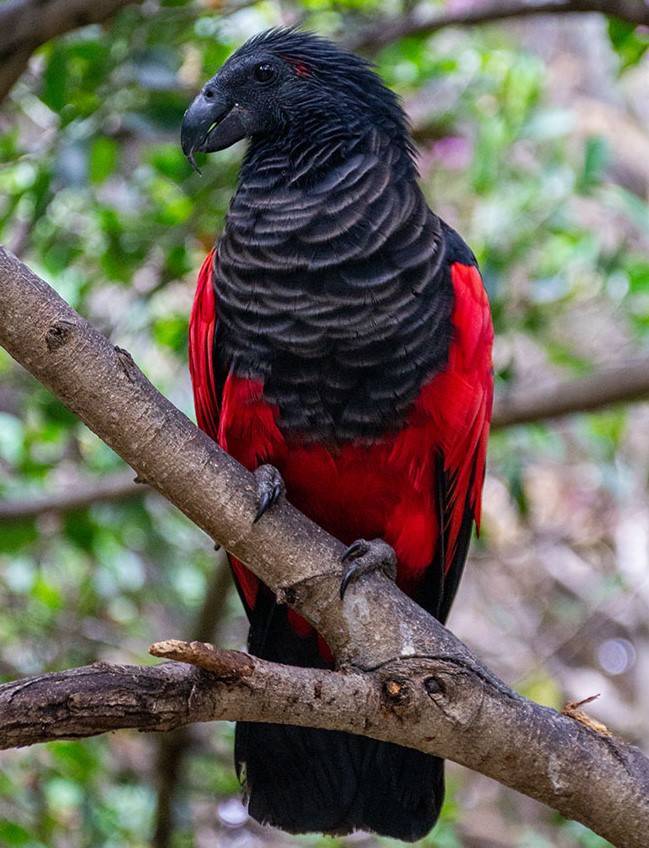 fascinating photos  - dracual parrot
