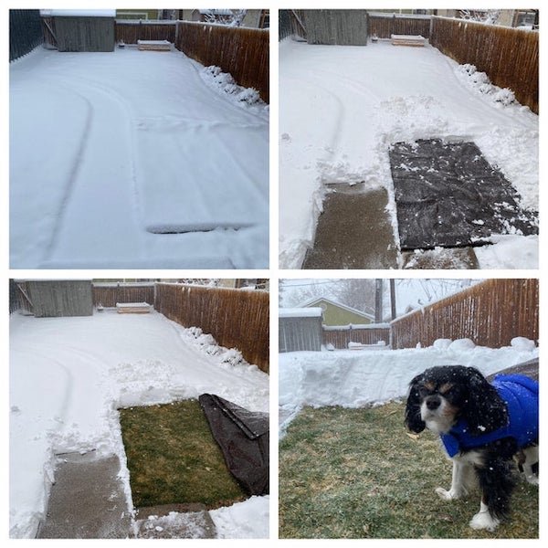 Use a tarp in a snowstorm so your dog can go to the bathroom