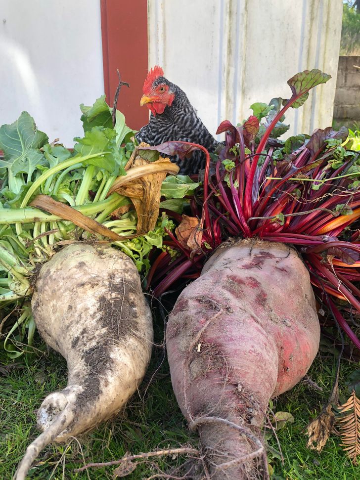 I unintentionally left beets to overwinter in the garden (chicken for scale).