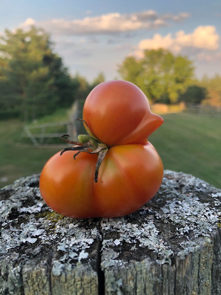 Our tomato looks like a duck.