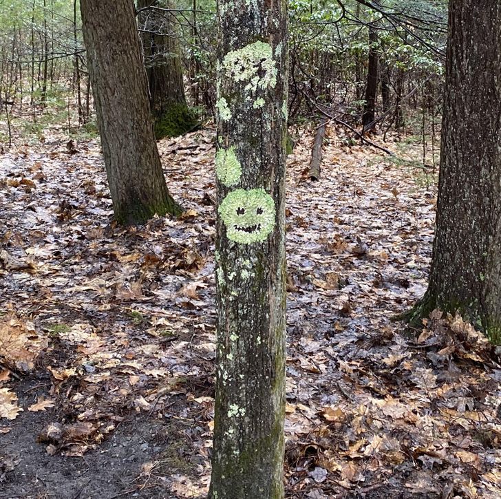 “We were welcomed on our hike by this smiley face tree moss.”