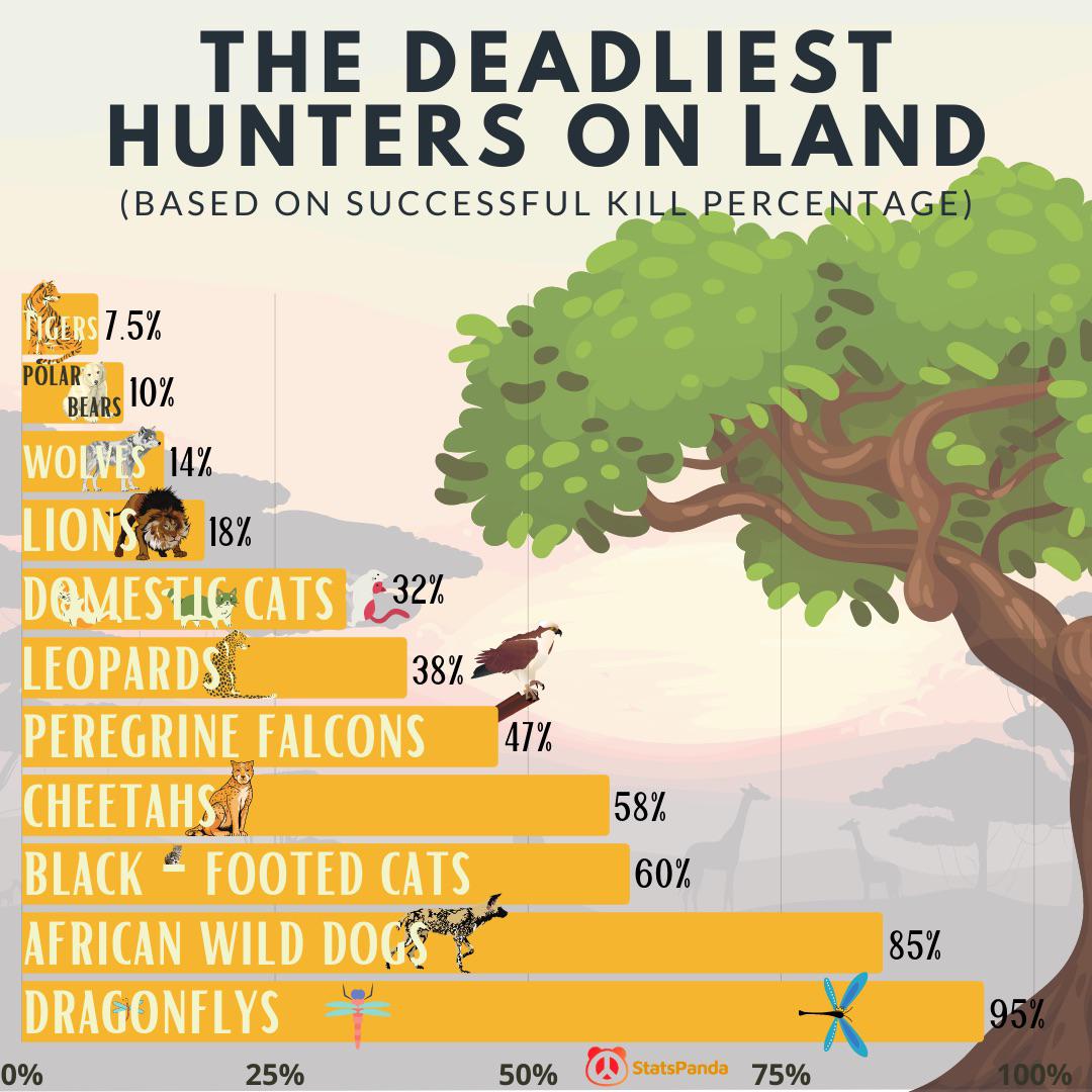 Animal - The Deadliest Hunters On Land Based On Successful Kill Percentage Tigers 7.5% Polar 10% Bears Wolves 14% Lions 18% DomesticCats 32% Leopards 38% Peregrine Falcons 47% CHEETAHS_1 58% Black Footed Cats 60% African Wild Dogs Setia Dragonflys 50% Sta