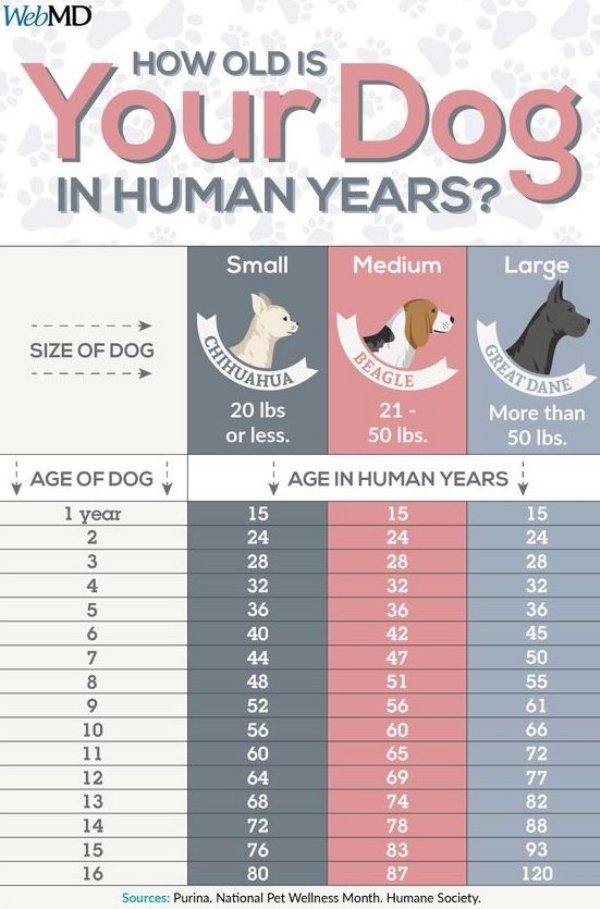 old is a 3 year old dog - WebMD How Old Is Your Dog In Human Years? Small Medium Large Beagle Chih Greas Age Of Dog Size Of Dog Hua Dane 20 lbs 21 More than or less. 50 lbs. 50 lbs. Age In Human Years 1 year 15 15 15 2 24 24 24 3 28 28 28 4 32 32 32 5 36 