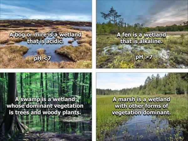 types of swamps - A bog or mire is a wetland that is acidic. A fen is a wetland that is alkaline. pH  A swamp is a wetland whose dominant vegetation is trees and woody plants. A marsh is a wetland with other forms of vegetation dominant.