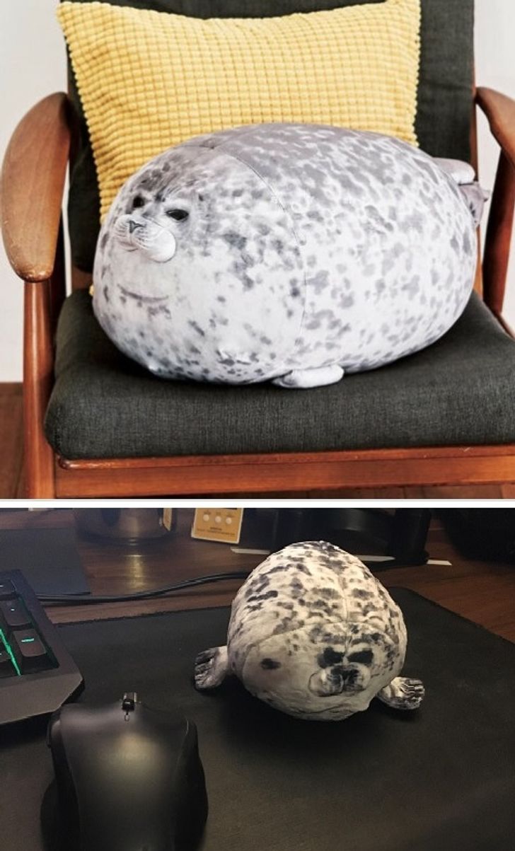 online purchase fails - chonky angry seal