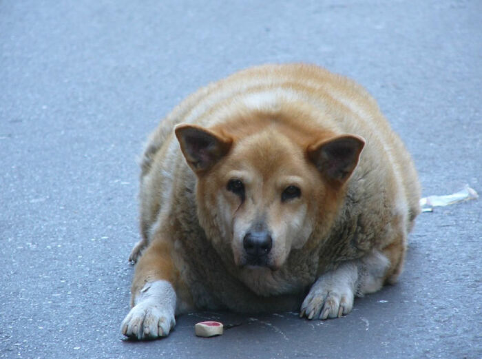 obesity dog