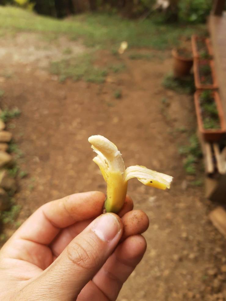 “This tiny banana I harvested today.”