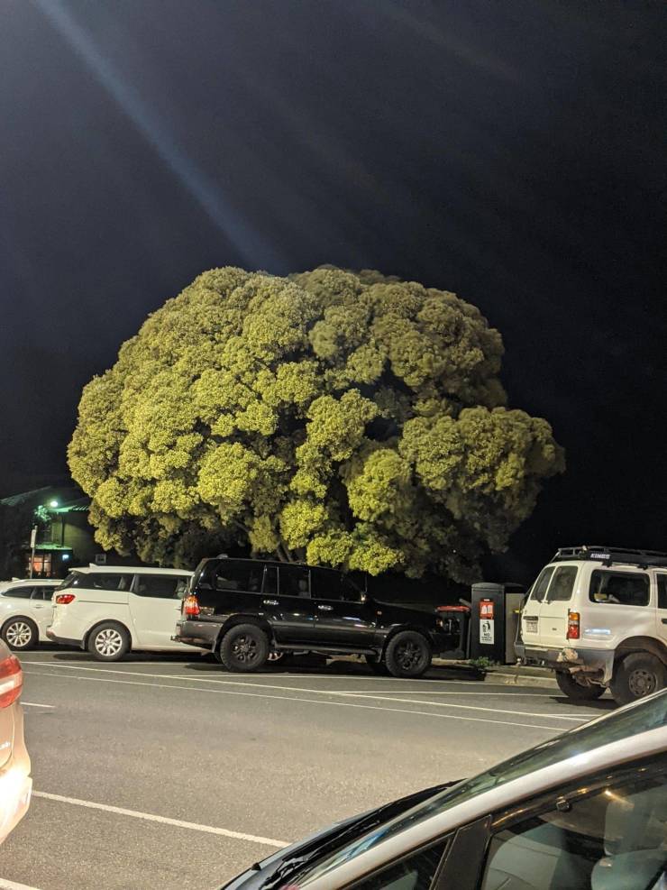 “This tree looks like broccoli.”