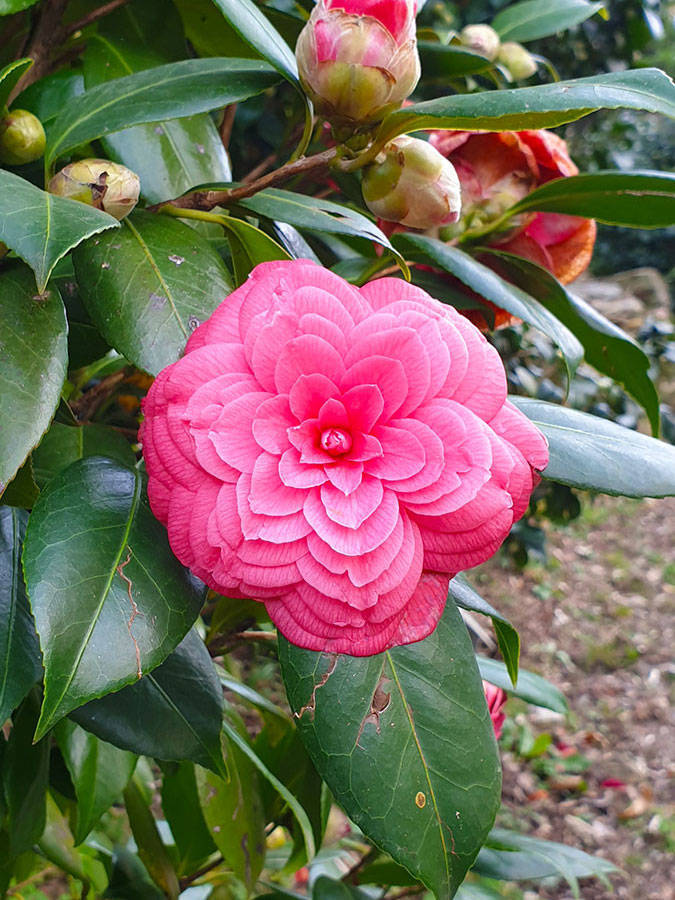 “The petals of this camellia flower.”