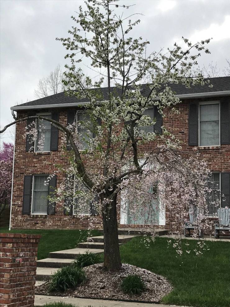 “Neighbors tree was struck by lightning, it now blooms in different stages.”