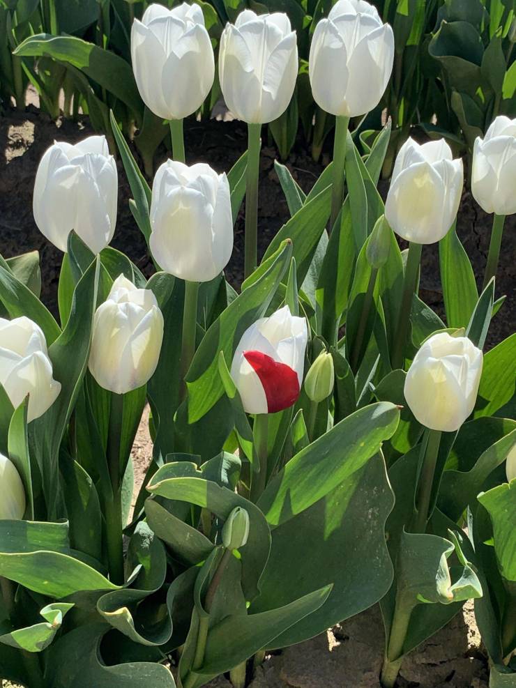 “In a sea of white tulips one has some red on it.”