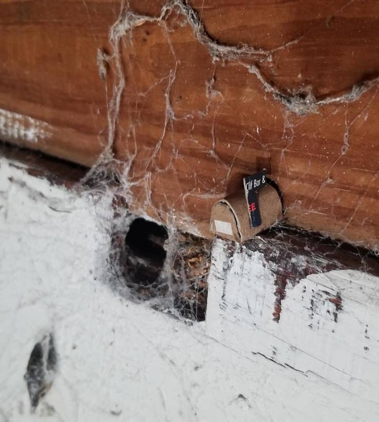 “I made a tiny mailbox for the spider living in my attic.”